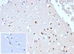 Neuronal-Nuclei (NeuN) (Neuronal Marker) Antibody in Immunohistochemistry (Paraffin) (IHC (P))