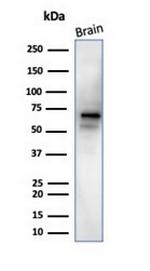 Neuronal-Nuclei (NeuN) (Neuronal Marker) Antibody in Western Blot (WB)