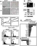 NFkB p65 Antibody in Western Blot (WB)