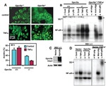 NFkB p65 Antibody in Immunocytochemistry (ICC/IF)