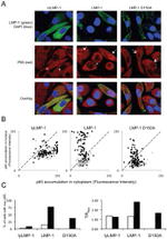 NFkB p65 Antibody in Immunocytochemistry (ICC/IF)