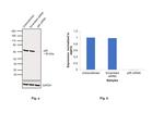 NFkB p65 Antibody