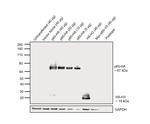 HA Tag Antibody