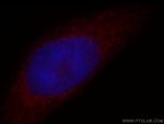 ATP5A1 Antibody in Immunocytochemistry (ICC/IF)