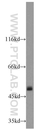 ATP5A1 Antibody in Western Blot (WB)