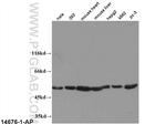 ATP5A1 Antibody in Western Blot (WB)