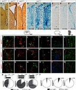 beta Galactosidase Fusion Protein Antibody in Immunohistochemistry - Free Floating (IHC (Free))