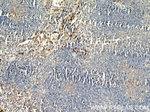 IgG light chain (Kappa) Antibody in Immunohistochemistry (Paraffin) (IHC (P))