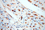 IgG light chain (Kappa) Antibody in Immunohistochemistry (Paraffin) (IHC (P))