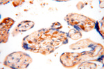 IgG light chain (Kappa) Antibody in Immunohistochemistry (Paraffin) (IHC (P))