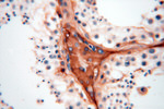 IgG light chain (Kappa) Antibody in Immunohistochemistry (Paraffin) (IHC (P))