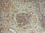 IgG light chain (Kappa) Antibody in Immunohistochemistry (Paraffin) (IHC (P))