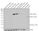 V5 Tag Antibody