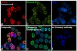 V5 Tag Antibody in Immunocytochemistry (ICC/IF)