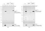 c-Myc Antibody in Immunoprecipitation (IP)