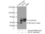 MTA3 Antibody in Immunoprecipitation (IP)