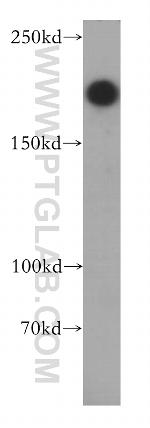 NBAS Antibody in Western Blot (WB)