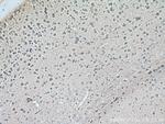 CRMP2 Antibody in Immunohistochemistry (Paraffin) (IHC (P))