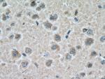 CRMP2 Antibody in Immunohistochemistry (Paraffin) (IHC (P))