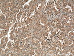 SLC44A1 Antibody in Immunohistochemistry (Paraffin) (IHC (P))