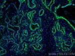 SLC44A1 Antibody in Immunohistochemistry (PFA fixed) (IHC (PFA))