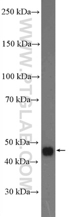 SLC44A1 Antibody in Western Blot (WB)