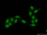 DIS3 Antibody in Immunocytochemistry (ICC/IF)