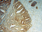 THEM4 Antibody in Immunohistochemistry (Paraffin) (IHC (P))