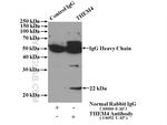 THEM4 Antibody in Immunoprecipitation (IP)