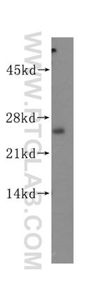 THEM4 Antibody in Western Blot (WB)