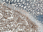 Collagen Type I Antibody in Immunohistochemistry (Paraffin) (IHC (P))