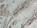 Collagen Type I Antibody in Immunohistochemistry (Paraffin) (IHC (P))