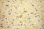 KCNAB1 Antibody in Immunohistochemistry (Paraffin) (IHC (P))