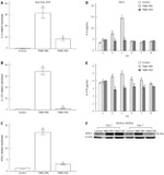 ROR gamma (t) Antibody