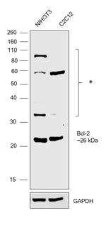 Bcl-2 Antibody in Western Blot (WB)