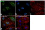 Bcl-X Antibody in Immunocytochemistry (ICC/IF)