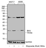 Bax Antibody