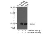 GRP94 Antibody in Immunoprecipitation (IP)