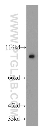 GRP94 Antibody in Western Blot (WB)