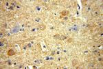 RPL19 Antibody in Immunohistochemistry (Paraffin) (IHC (P))