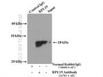 RPL19 Antibody in Immunoprecipitation (IP)