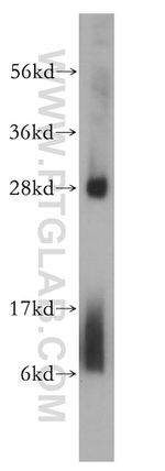 RPL19 Antibody in Western Blot (WB)