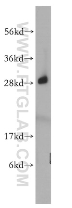 RPL19 Antibody in Western Blot (WB)