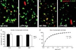 IL-1 alpha Antibody in Immunohistochemistry (IHC)