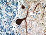 PCP4 Antibody in Immunohistochemistry (Paraffin) (IHC (P))