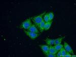 RNMTL1 Antibody in Immunocytochemistry (ICC/IF)