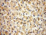 RNMTL1 Antibody in Immunohistochemistry (Paraffin) (IHC (P))