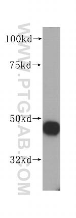 RNMTL1 Antibody in Western Blot (WB)