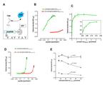 Phospho-Tau (Thr212) Antibody in ELISA (ELISA)