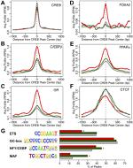 Glucocorticoid Receptor Antibody in ChIP Assay (ChIP)